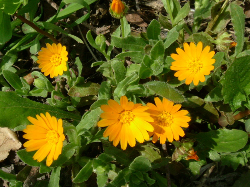Calendula arvensis